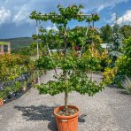 Marhuľa obyčajná (Prunus Armeniaca) ´EARLY ORANGE´ - výška 200-220 cm, obvod kmeňa 16/18 cm, kont. C70L - tvarovaná stena